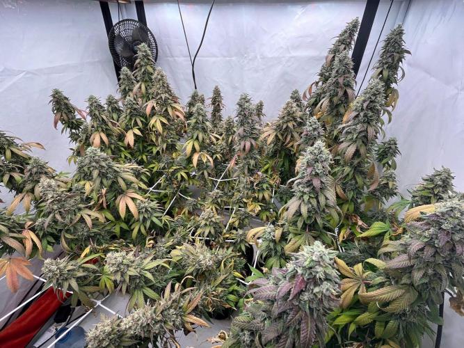 LemonCherryGelato / Gorilla Punch Auto. Week 20