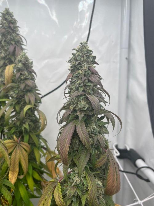 LemonCherryGelato / Gorilla Punch Auto. Week 20