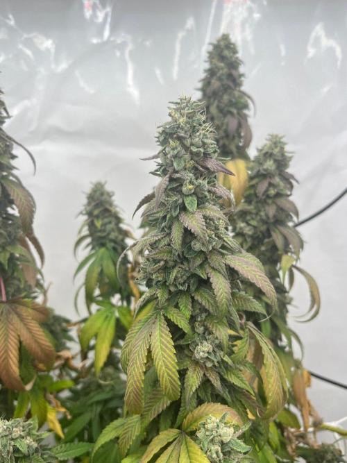 LemonCherryGelato / Gorilla Punch Auto. Week 20