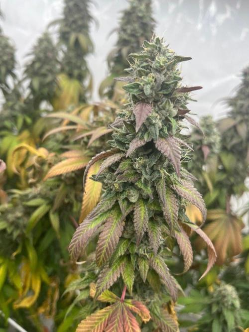 LemonCherryGelato / Gorilla Punch Auto. Week 20
