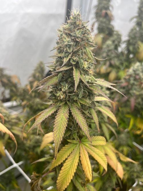 LemonCherryGelato / Gorilla Punch Auto. Week 20