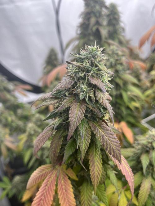 LemonCherryGelato / Gorilla Punch Auto. Week 20