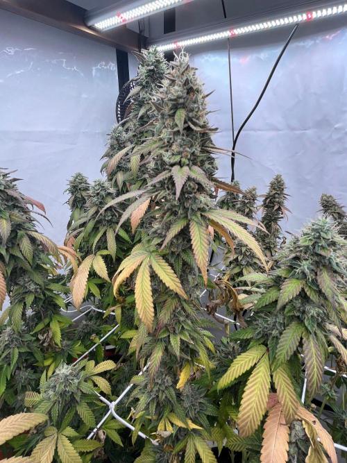 LemonCherryGelato / Gorilla Punch Auto. Week 20
