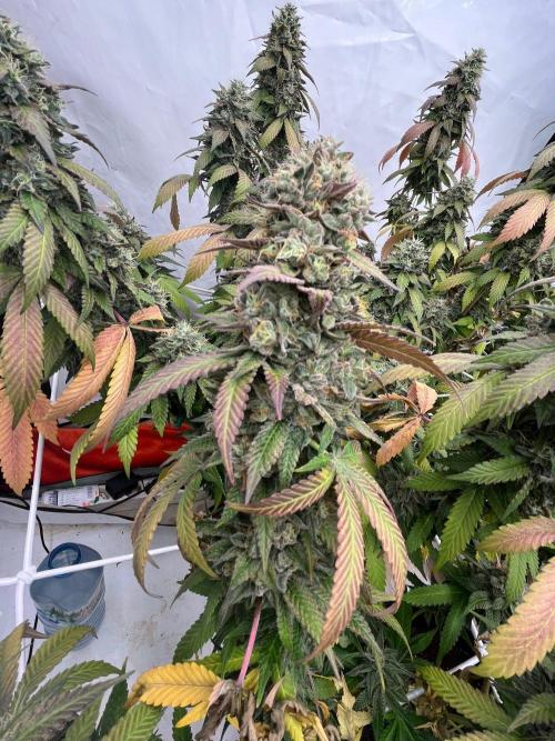 LemonCherryGelato / Gorilla Punch Auto. Week 20