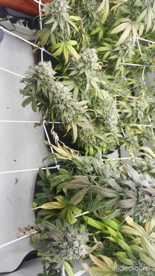 LemonCherryGelato / Gorilla Punch Auto