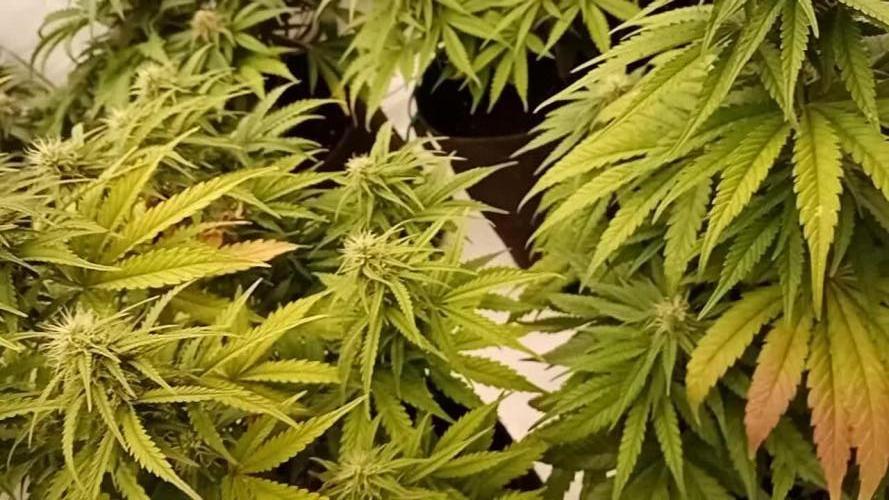 First Autogrow....cherry cola/big bud