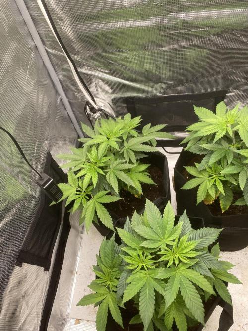 #2 renn. Week 5