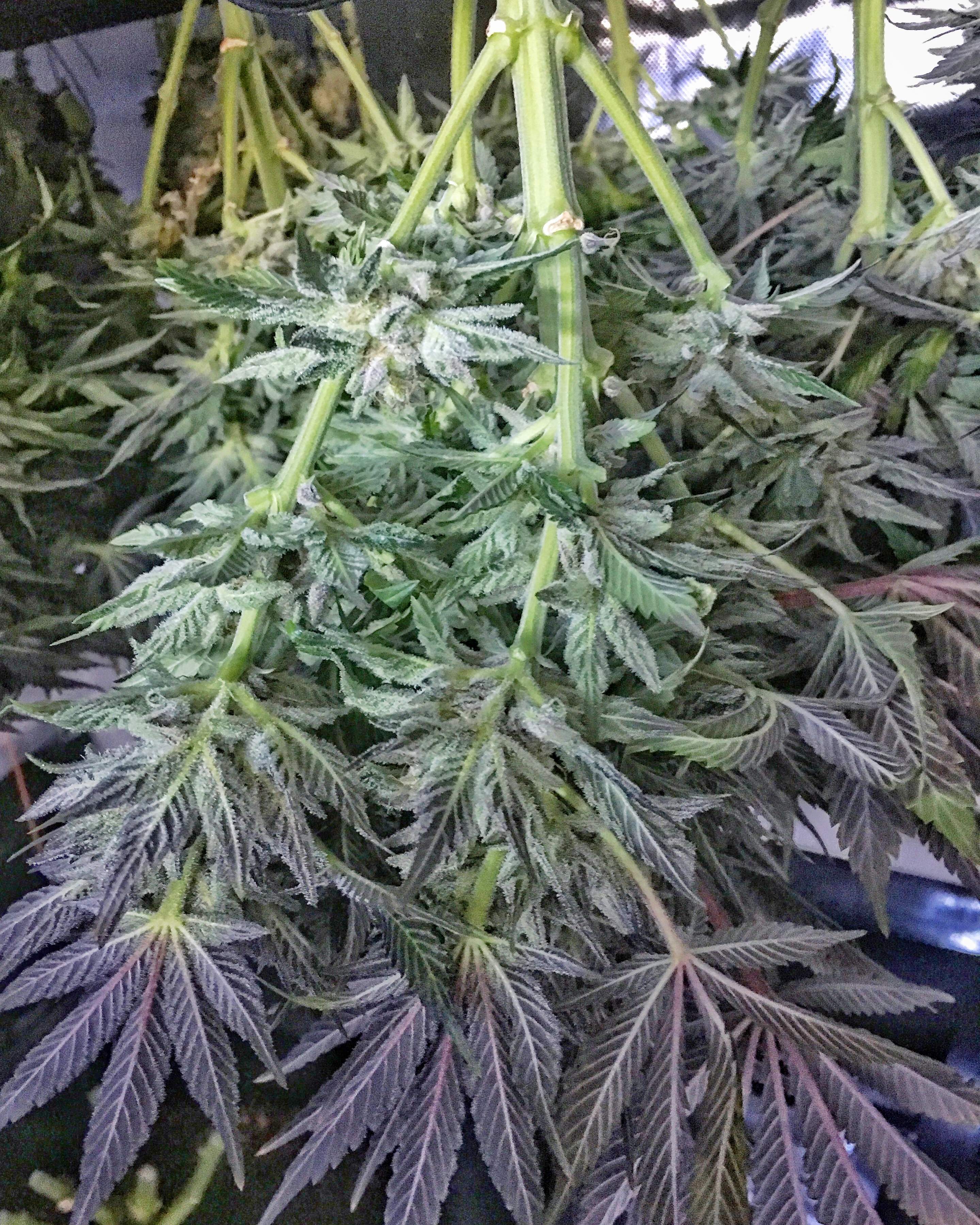 MSNL Durban Poison grow journal harvest16 by GrowDiaries