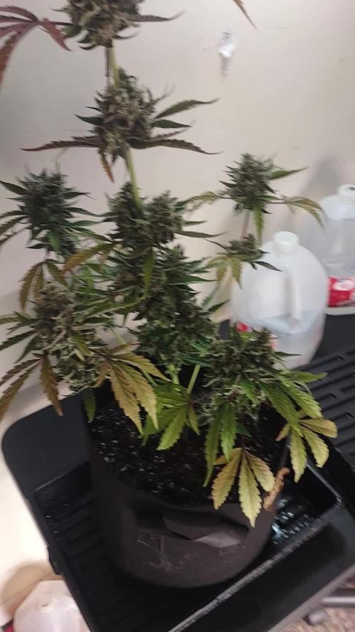 Autoflowers in fall