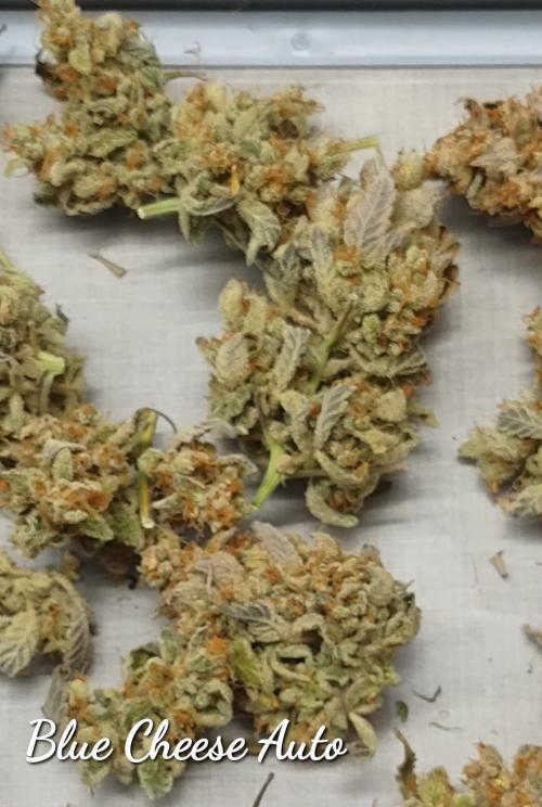 Autoflowers in fall. Week 13