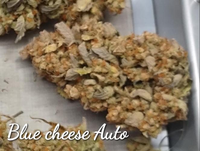 Autoflowers in fall. Week 13