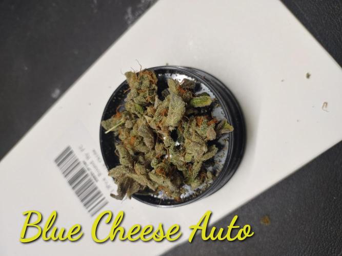 Autoflowers in fall. Week 13