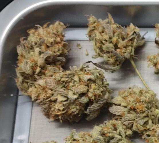 Autoflowers in fall. Week 13