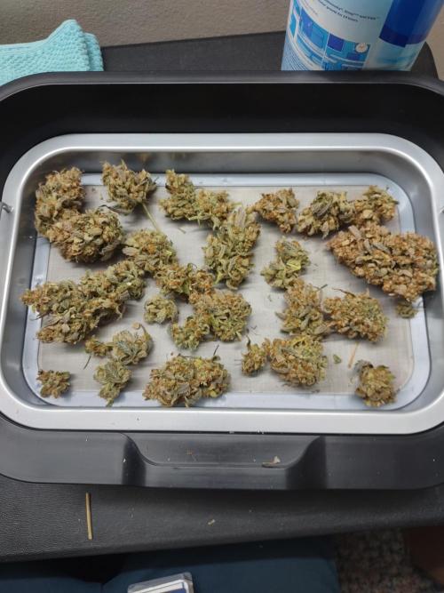 Autoflowers in fall. Week 13