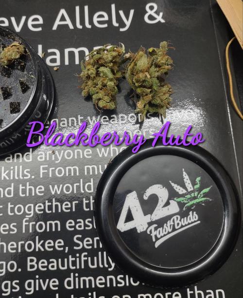 Autoflowers in fall. Week 13