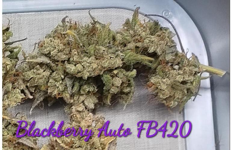 Autoflowers in fall. Week 13