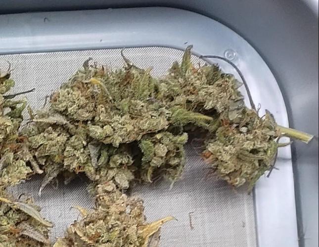 Autoflowers in fall. Week 13