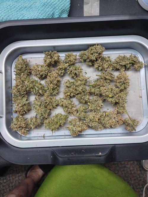 Autoflowers in fall. Week 13