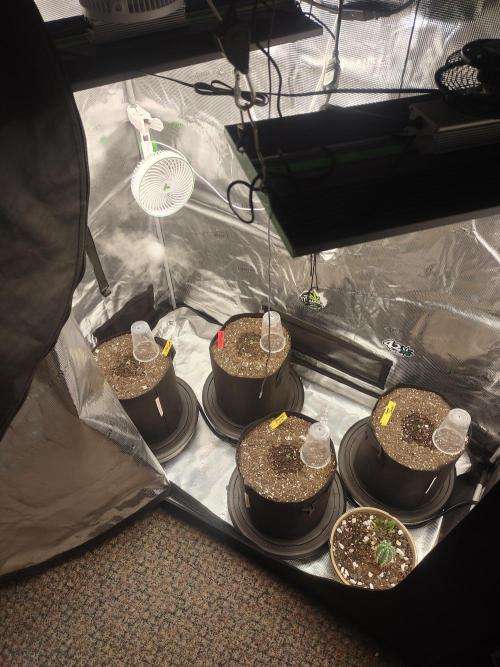 Autos In living Soil. Week 1 - The setup this run