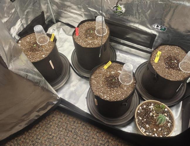 Autos In living Soil. Week 1