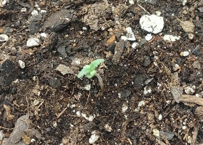 Autos In living Soil. Week 1 - 12/1

Apple Strudel Auto... Waste of . Second time FB420 has let me down. 