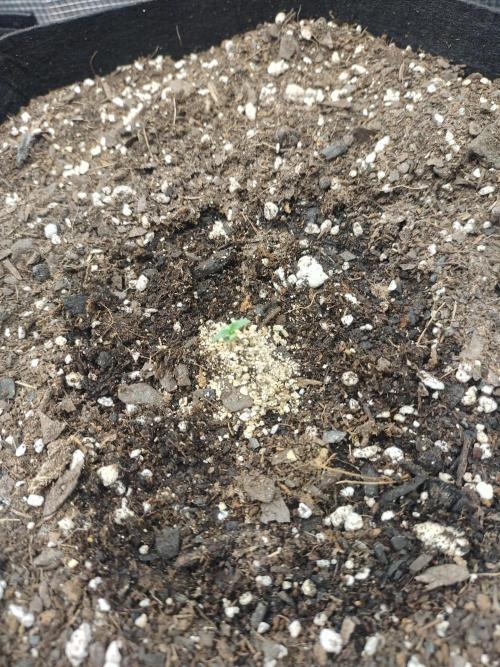 Autos In living Soil. Week 1 - 12/1
Tried to save her. But gave up and pulled it. 