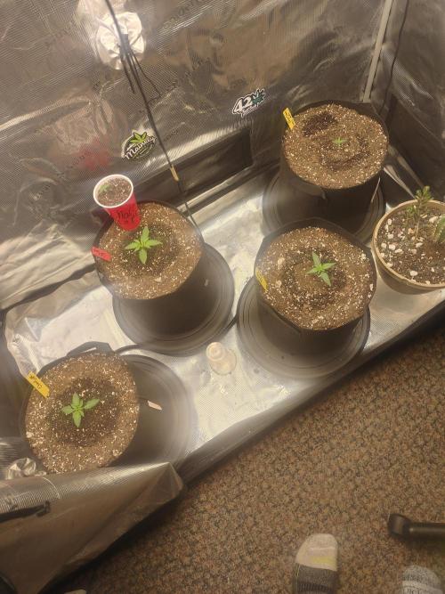 Autos In living Soil. Week 2