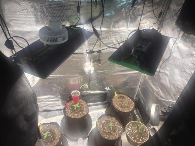 Autos In living Soil. Week 2 - Dont mind my ghetto drivef cooler fans. 