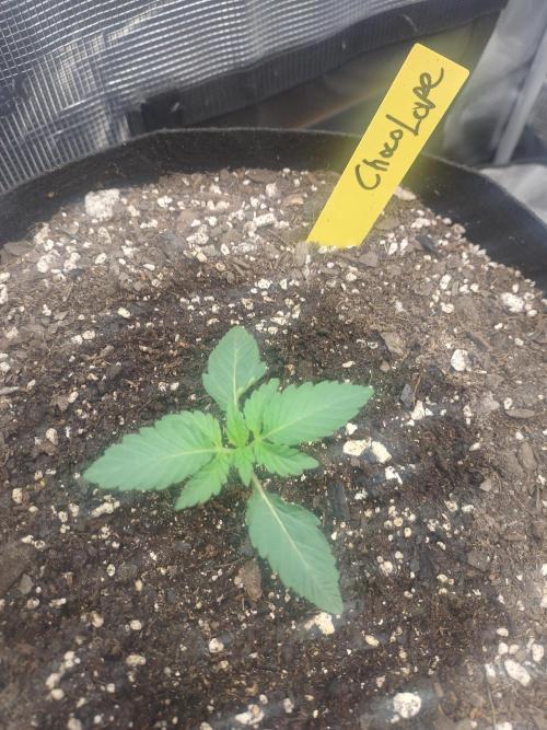 Autos In living Soil. Week 2