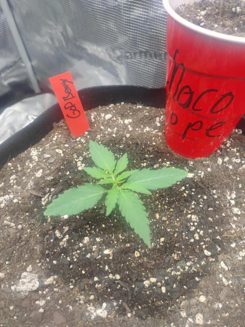 Autos In living Soil. Week 2