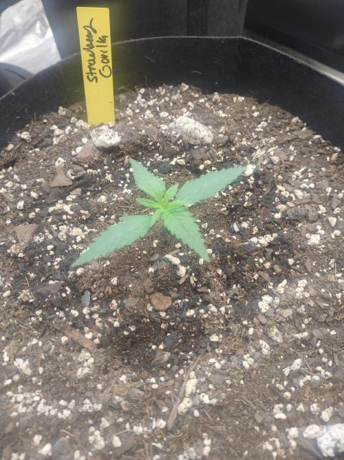 Autos In living Soil. Week 2