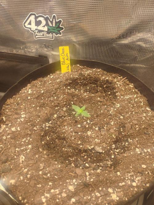 Autos In living Soil. Week 2