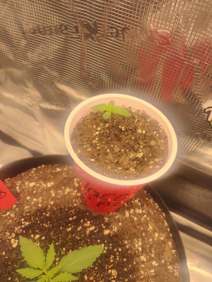 Coco Coir Training: ChocoLope Auto. Week 1