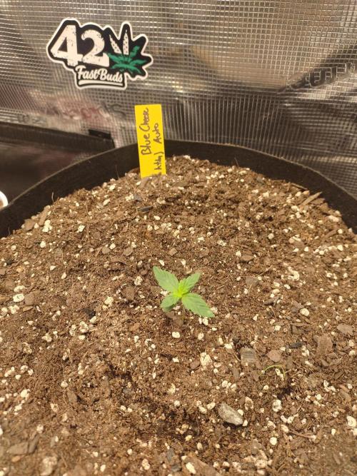 Autos In living Soil. Week 2