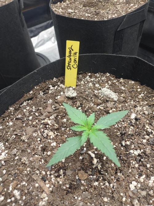 Autos In living Soil. Week 2