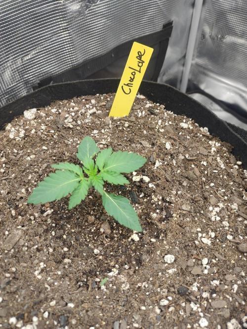 Autos In living Soil. Week 2