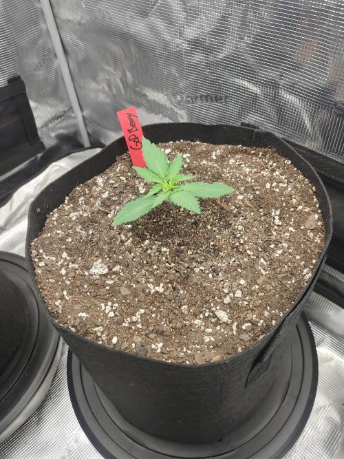 Autos In living Soil. Week 2