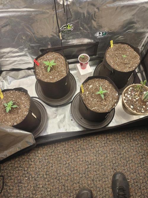 Autos In living Soil. Week 2