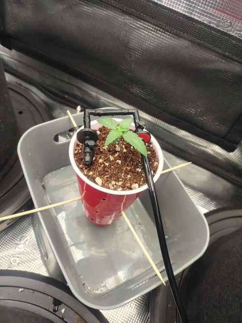 Coco Coir Training: ChocoLope Auto. Week 1