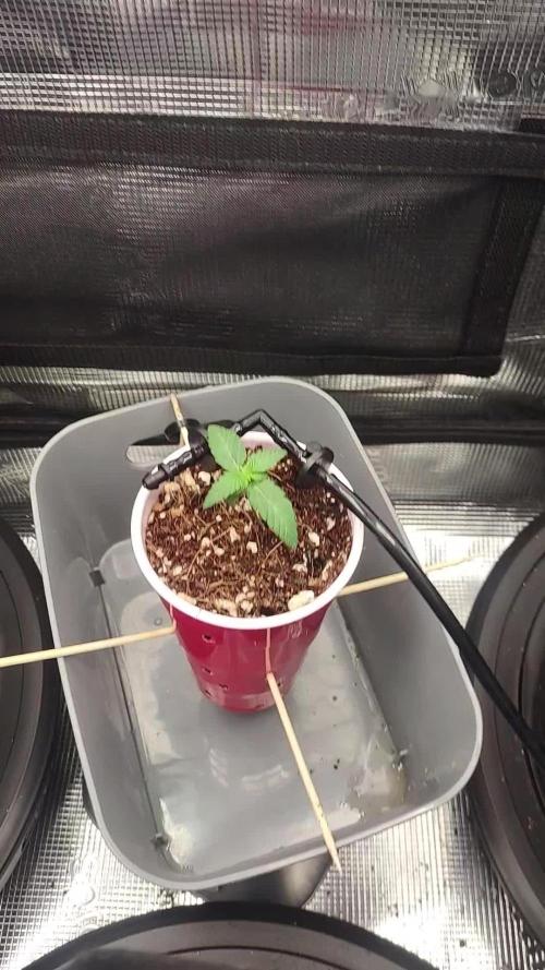 Coco Coir Training: ChocoLope Auto