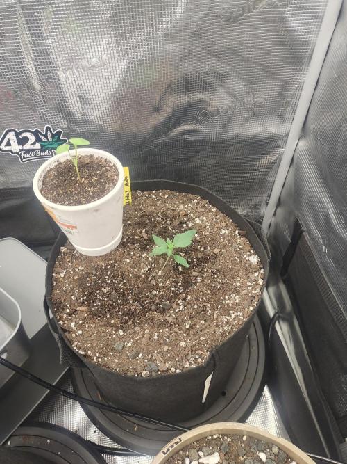 Autos In living Soil. Week 2