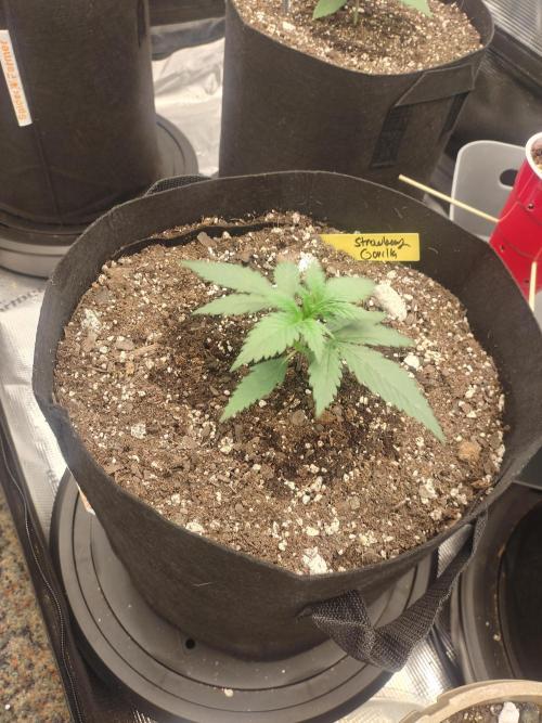 Autos In living Soil. Week 2