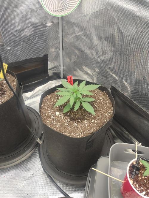 Autos In living Soil. Week 2