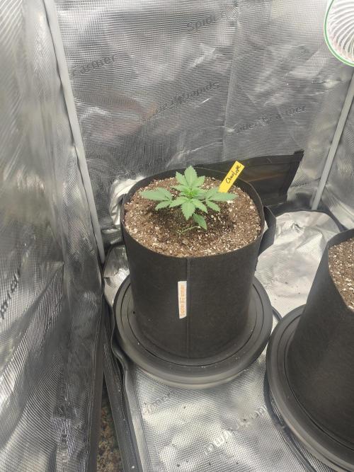 Autos In living Soil. Week 2