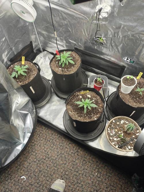 Autos In living Soil. Week 2