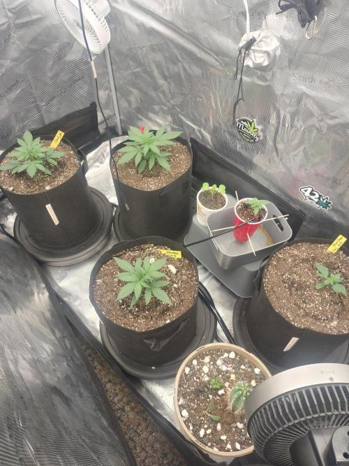 Autos In living Soil. Week 3