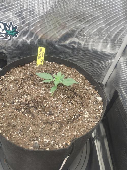 Autos In living Soil. Week 3