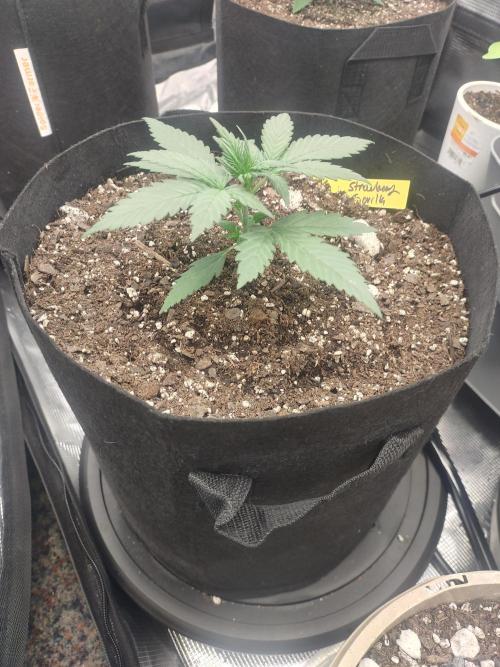 Autos In living Soil. Week 3