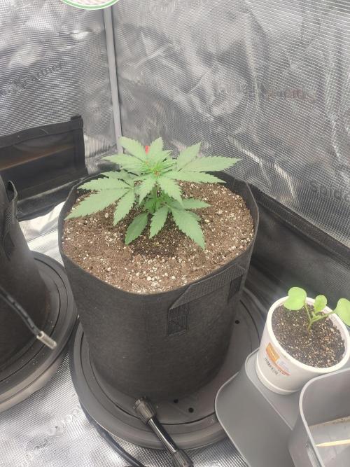 Autos In living Soil. Week 3