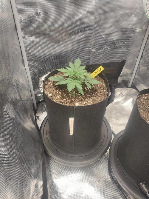 Autos In living Soil. Week 3